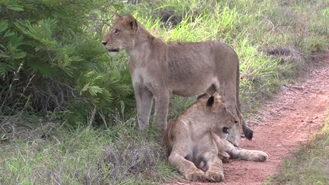 Young-lions-together-waiting-for-adults,-vocalizing-and-contact-calling