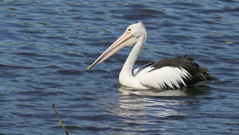 Australian-pelican-swimming-on-blue-water-lake-in-slow-motion