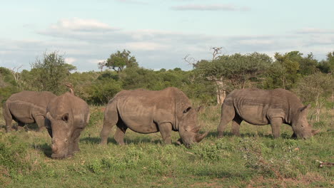 Toma-Amplia-De-Un-Choque-De-Rinocerontes-Pastando-Juntos.