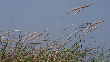 Wild-grass-leaves-are-blown-by-the-coastal-breeze-in-the-morning