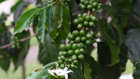Coffee-tree-loaded-with-green-fruit,-unripe-coffee-beans,-Coffea-robusta