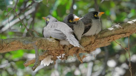 Three-noisy-miner-bird-chicks-sit-on-a-branch-waiting-for-the-adults-to-bring-food
