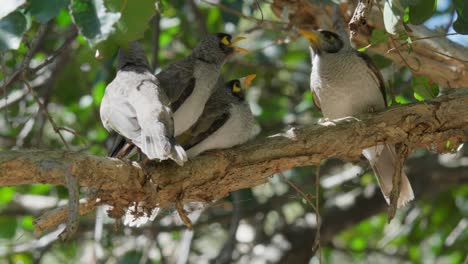 Adult-noisy-miner-bird-feeds-chicks-in-slow-motion-then-flies-away