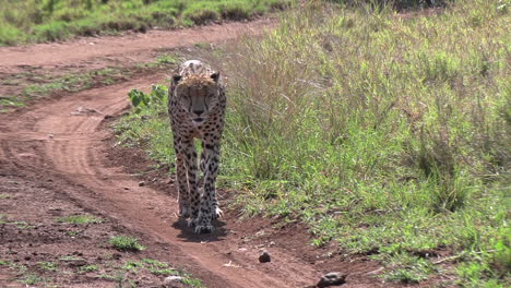 A-lone-male-cheetah-on-the-move,-walking-down-a-dirt-path-in-an-African-wildlife-reserve