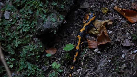 Salamandra-De-Fuego-Recorriendo-El-Suelo-Del-Bosque-En-Busca-De-Presas-De-Insectos