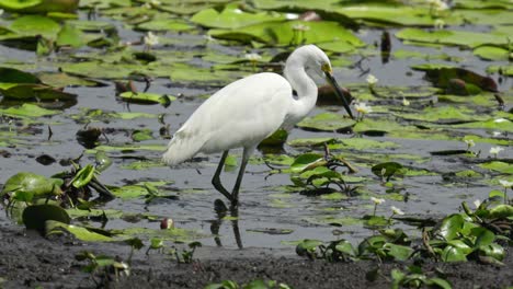 White-heron-uses-foot-stirring-technique-to-catch-fish-in-a-lily-clad-pond