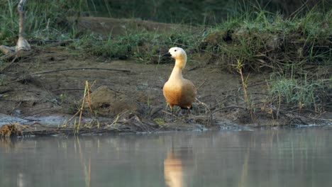 A-ruddy-shelduck-standing-on-a-small-sandbar-in-a-river-in-the-early-morning-light-and-mist