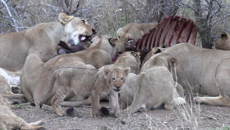 Cubs-move-next-to-adult-lions-feeding-on-kill-in-bushland,-close-view