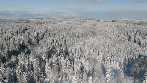Winter-Schneebedeckter-Wald