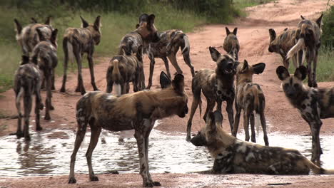 A-large-pack-of-African-wild-dogs-at-puddle-of-rainwater,-cooling-off,-playing-and-drinking