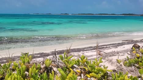 Natural-pristine-beach-scene,-tropical-plants-along-coast,-caribbean-sea-background