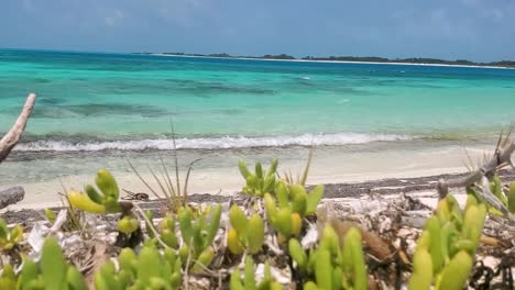 Pirijillo-tropical-plant-grows-on-white-sand-beach,-turquoise-caribbean-sea-background