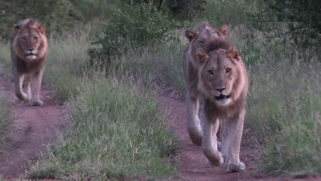 Lion-brothers-walking-down-a-dirt-road-together