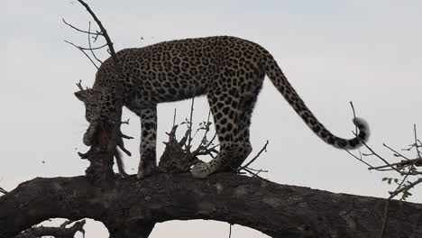 Ein-Junges-Leopardenweibchen-Und-Ein-Kleiner,-Schlanker-Mungo-Töten-Oben-Auf-Einem-Baum