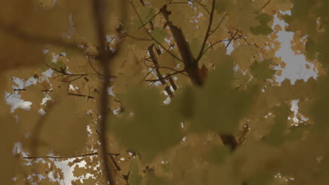 Niedrigwinkelansicht-Mit-Blick-Auf-Die-Blätter-Der-Baumzweige-Im-Herbst,-Während-Die-Kamera-Um-Den-Baum-Herum-Driftet