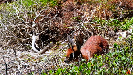 Cape-Grysbok-Raphicerus-melanotis-chewing-as-it-grazes-in-coastal-shrubland