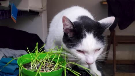 Cute-White-and-Black-cat-sniff-and-eat-catnip-or-cat-grass-grown-from-barley,-oat,-wheat-or-rye-seeds-in-a-pot