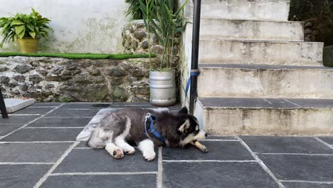 A-dog-tied-to-a-post-on-a-stone-patio-enjoying-a-bone