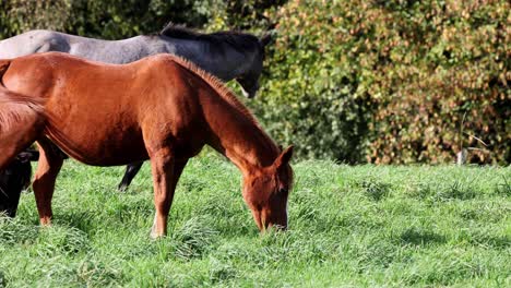 Nahaufnahme-Eines-Schönen-Pferdes,-Das-Auf-Einem-Feld-Auf-Grünem,-üppigem-Gras-Grast