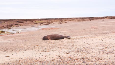 Ein-Dunkel-Aussehender-Seeelefant-Bewegt-Sich-Den-Sandstrand-Hinunter-In-Richtung-Meer