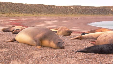 Female-Elephant-seals-with-pups-calling-at-each-other-as-they-rest-on-the-sandy-beach-by-the-sea