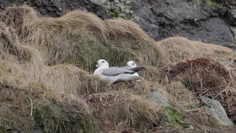 Northern-fulmar-pair-sit-on-nesting-site-near-rugged-grass-cliff-on-windy-day