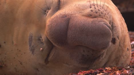 Super-Closeup-of-the-face-of-the-Male-Elephant-Seal-on-the-Patagonia-coast-,-beach-master