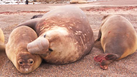 Beach-Master-Dominant-Male-Elephant-Seal-trying-to-forcibly-mate-with-the-females-on-the-bank,-one-injured-female-with-blood-escapes