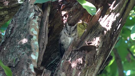 Two-striated-scops-owls-roosting-in-a-hollowed-out-tree-during-the-daytime-in-the-Chitwan-National-Park-in-Nepal