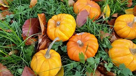 Group-of-small-organic-pumpkins-harvest-scattered-on-autumn-grass-outdoors