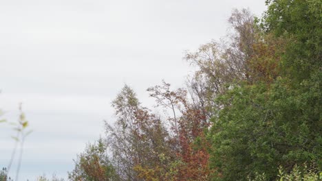 Vögel-Fliegen-Im-Herbst-In-Norwegen-Zu-Den-Bäumen-Im-Wald