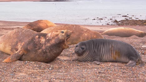Ground-level-shot-of-Elephant-seal-females-and-pups-on-the-sandy-beach-as-they-call-out-flick-sand-and-rest