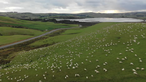 Aerial-view-flying-over-a-herd-of-sheep-grazing-on-a-hillside-in-New-Zealand