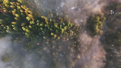 Vista-Aérea-De-Un-Grupo-De-árboles-Pnw-Y-Niebla-Baja
