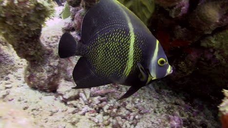 Ein-Junger-Französischer-Kaiserfisch-Schwimmt-Unter-Der-Gesunden-Karibischen-Koralle-Hin-Und-Her