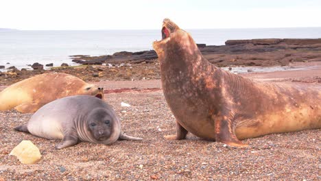 Female-Elephant-Seals-calling-out-on-the-beach-where-they-rest-and-flick-the-sand-in-air-with-their-flippers