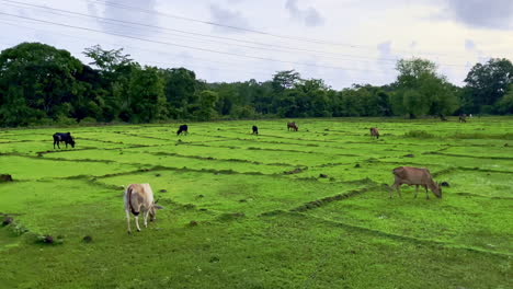 Cow-eating-grass-in-a-green-field-Goa-India-4K