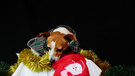 Jack-Russell-wearing-festive-Christmas-outfit-gets-treat-in-bag,-dark-background