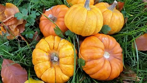 Selection-of-small-organic-pumpkins-harvest-scattered-on-autumn-grass-outdoors