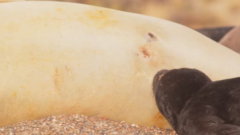 Sleepy-Elephant-seal-female-on-the-beach-with-a-suckling-baby-in-golden-light-,-slider-shot