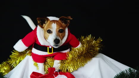Lindo-Perro-Mascota-Jack-Russell-Vestido-Con-Traje-Rojo-De-Santa-Para-Celebrar-La-Navidad