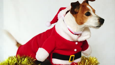 Excited-Jack-Russell-terrier-in-red-Santa-costume-wagging-its-tail,-close-up