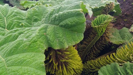 Pan-across-unique-ancient-and-giant-Rhubarb-plant-in-Central-America