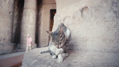 Cat-in-the-Temple-of-Hathor-in-Dendera,-Egypt