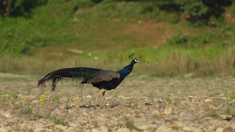 A-peacock-strutting-along-a-river-bank-with-the-jungle-in-the-background