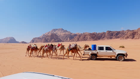 Pan-right-shot-of-pick-up-truck-guiding-camel-caravan-in-Wadi-Rum-desert,-Jordan
