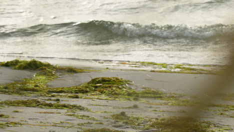 Foamy-wave-washing-over-green-seaweed-on-shore