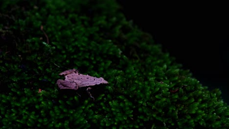 Facing-to-the-right-found-in-a-very-dark-situation-in-the-forest-then-the-light-shines-on-it-gradually,-Dark-sided-Chorus-Frog-or-Taiwan-Rice-Frog-Microhyla-heymonsi,-Thailand