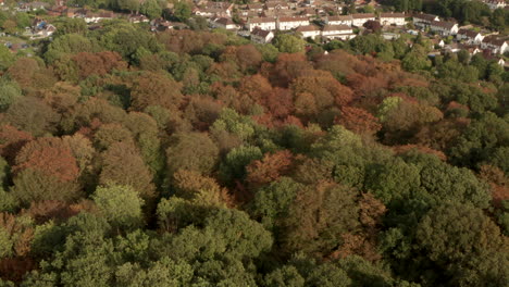 Pan-up-aerial-shot-from-dense-English-woodland-towards-small-village