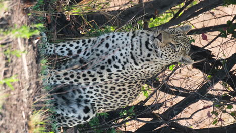 Vertical---Leopardo-Africano-De-Aspecto-Feroz-Sentado-En-El-Desierto